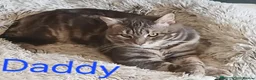 Mixed Breed cats for sale: 5 Beauitiful Ragdoll/Bengal kittens  - Advert 2