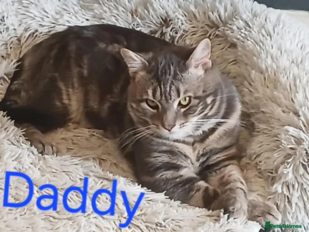 Mixed Breed cats for sale: 5 Beauitiful Ragdoll/Bengal kittens  - Advert 2