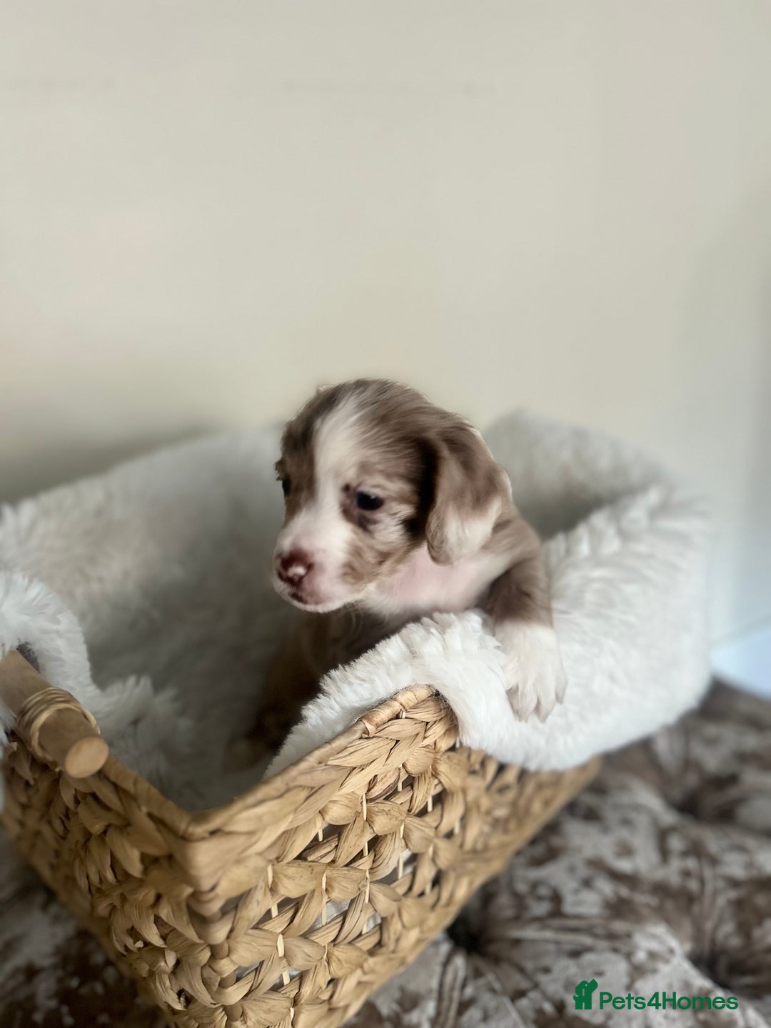 Cocker Spaniel dogs for sale: Merle cocker spaniel puppies  - Advert 9