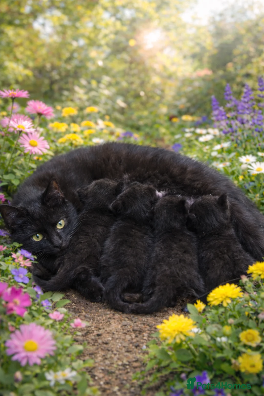 Bombay cats for sale: Three black kittens  - Advert 1