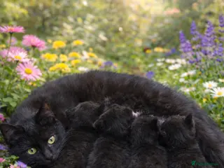 Bombay cats Three black kittens - Advert 3