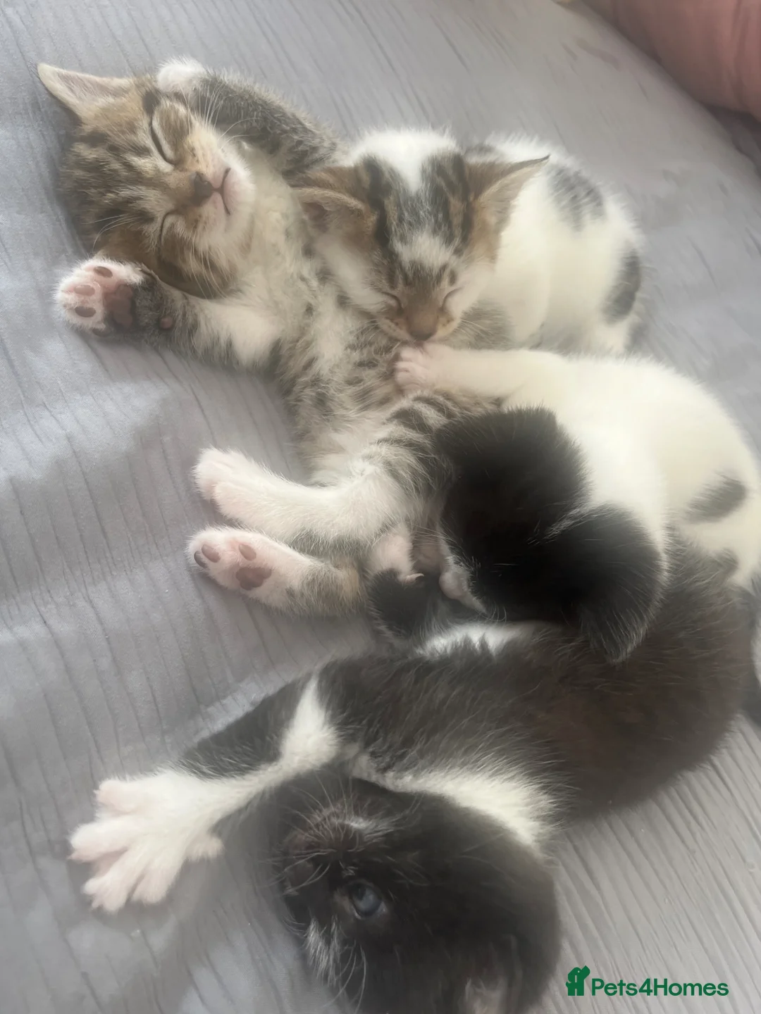 Mixed Breed cats for sale: 4 lovely kittens waiting for their forever home’s - Advert 2