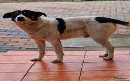 Mixed Breed dogs for adoption: PATROCLE – a Lovely boy for a Loving Home - Image 15