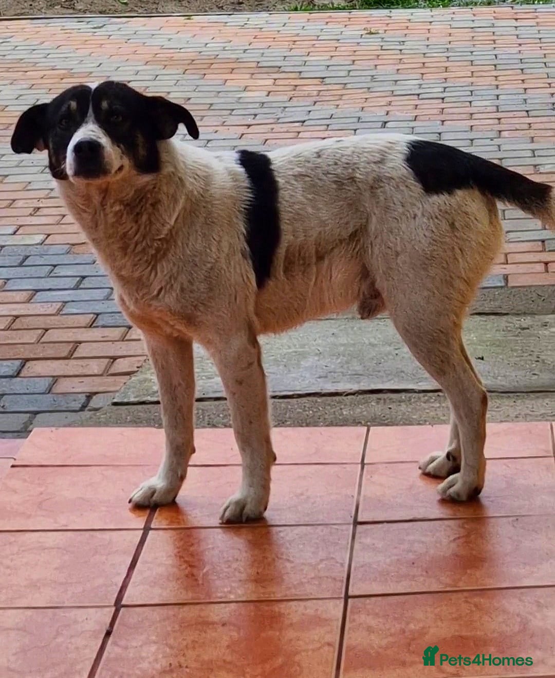 Mixed Breed dogs for adoption: PATROCLE – a Lovely boy for a Loving Home - Image 15