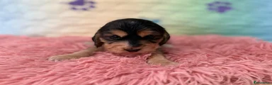 Cocker Spaniel Puppy 4