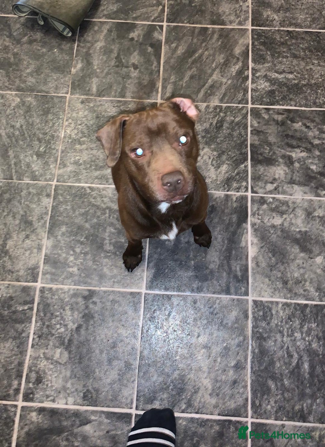 Mixed Breed dogs for sale: COCKER SPANIEL X PATERDALE TERRIER - Advert 12