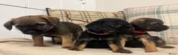 Border Terrier dogs for sale: KC reg border terrier pups  - Advert 4