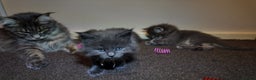 Maine Coon cats for sale: Beautiful Mainecoon Kittens Maine Coon Purebred - Advert 13