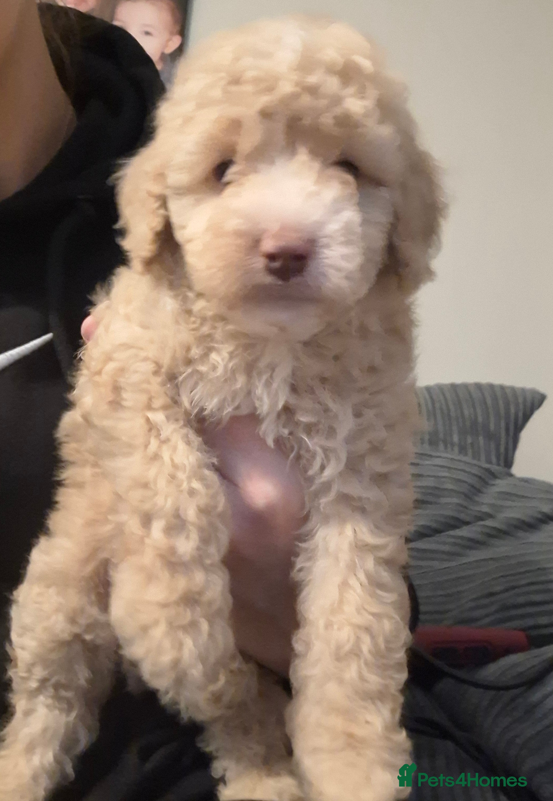 Cockapoo dogs 2 beautiful boys ready now - Advert 1