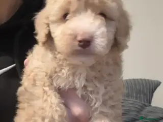 Cockapoo dogs 2 beautiful boys ready now - Advert 1