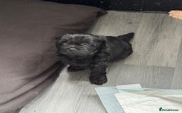 Shihpoo dogs for stud: gorgeous Shihpoo boy for studding  - Image 13