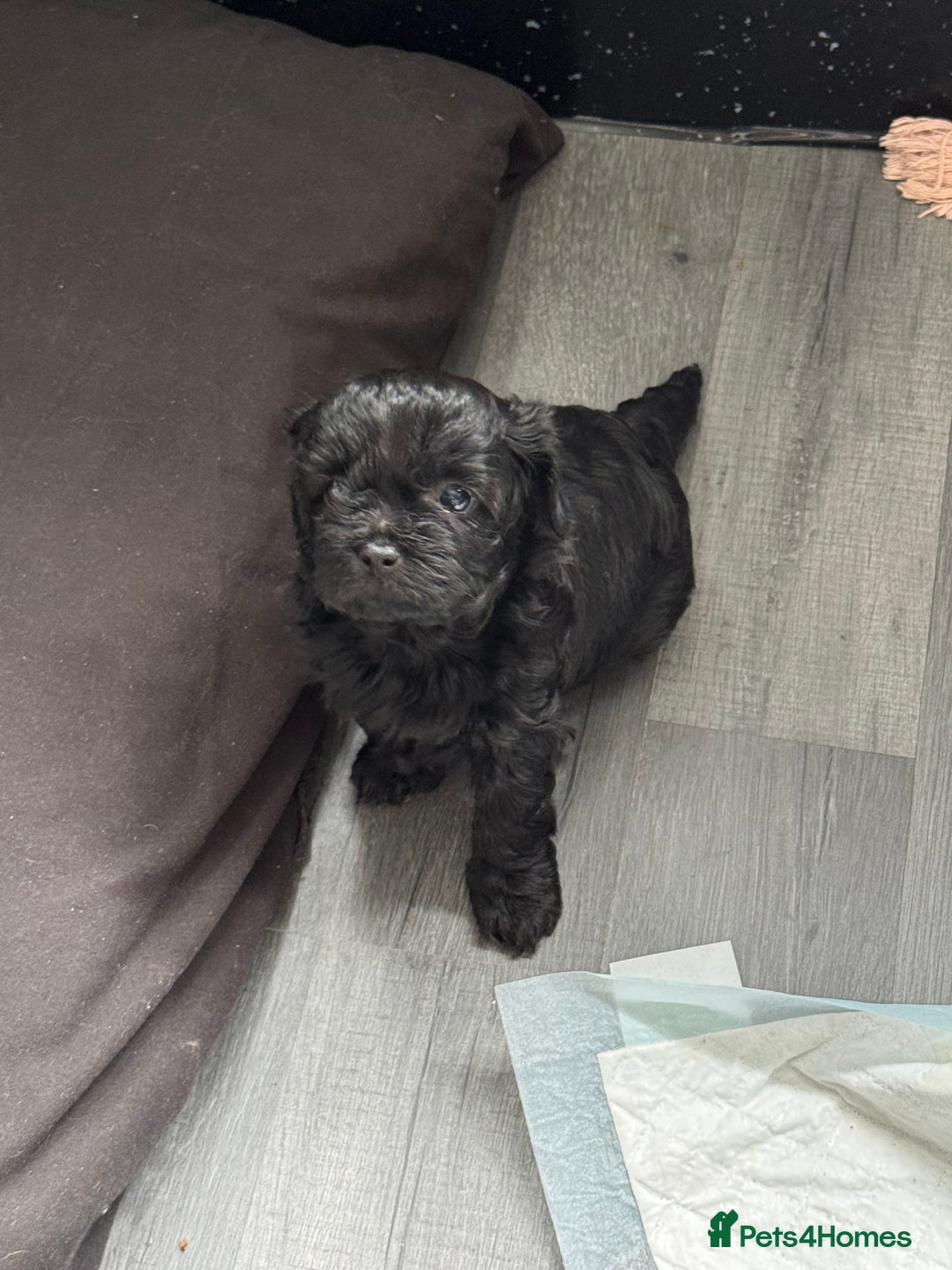 Shihpoo dogs for stud: gorgeous Shihpoo boy for studding  - Image 13