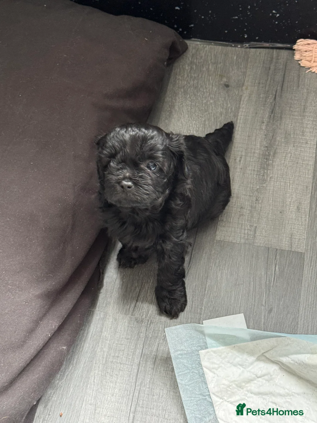 Shihpoo dogs for stud: gorgeous Shihpoo boy for studding  - Advert 13