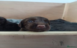 Cocker Spaniel dogs for sale: Working cocker spaniels 4 weeks old - Image 20