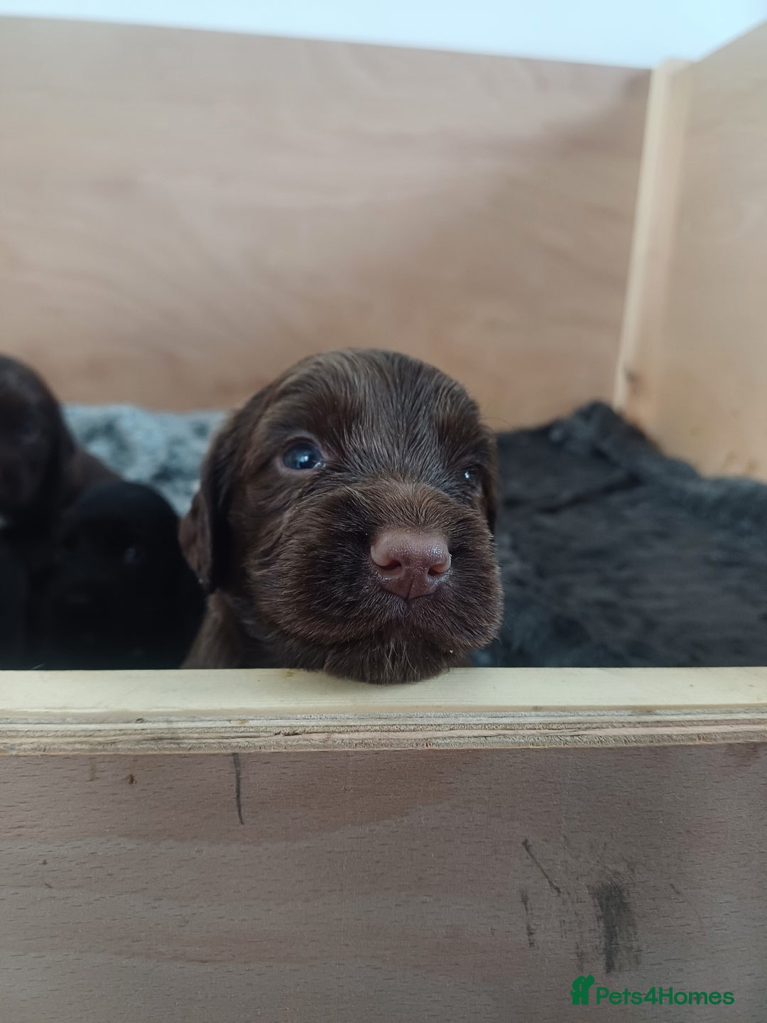 Cocker Spaniel dogs for sale: Working cocker spaniels 4 weeks old - Image 20