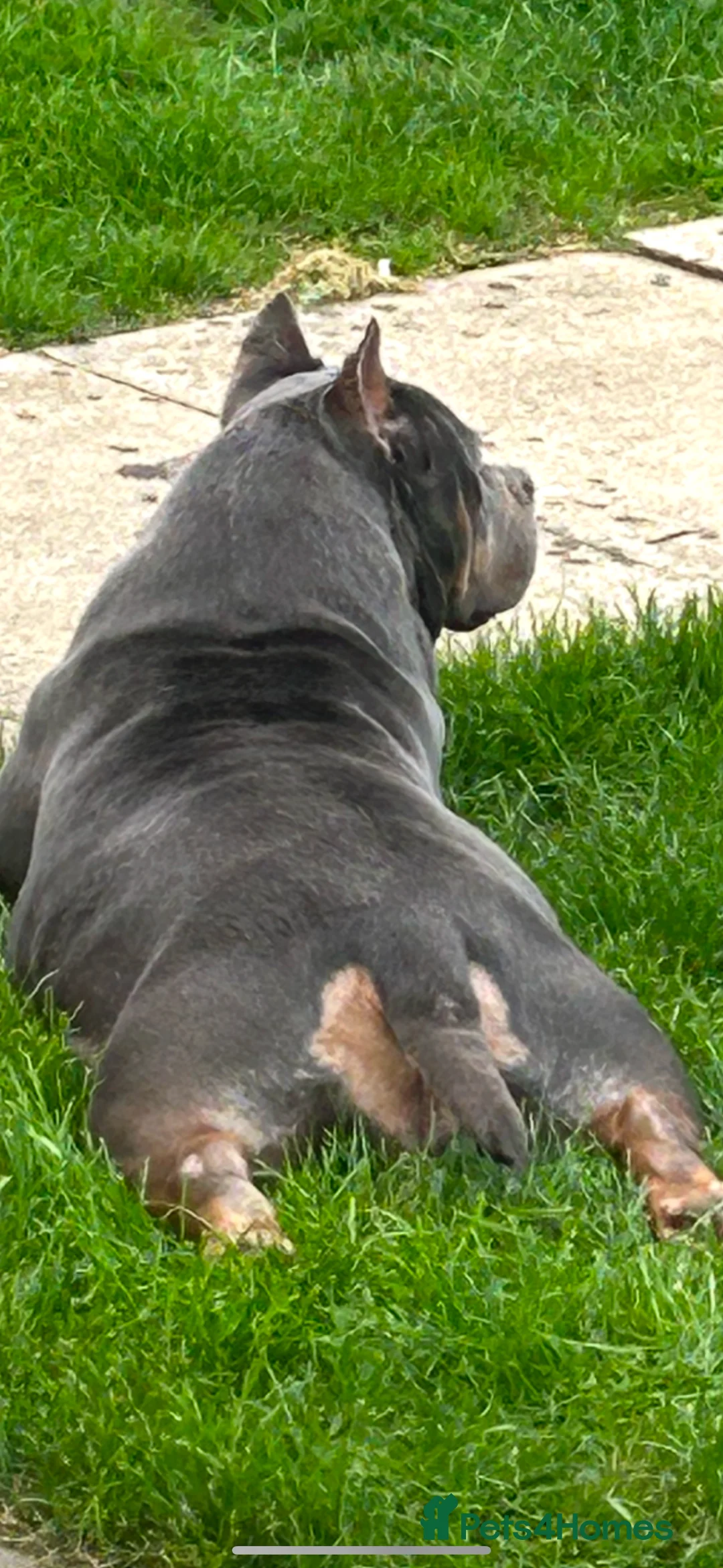 American Bully dogs for sale: American pocket bully - Advert 2