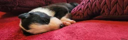 Border Collie dogs for sale: Beautiful Border Collie Puppies - Advert 23