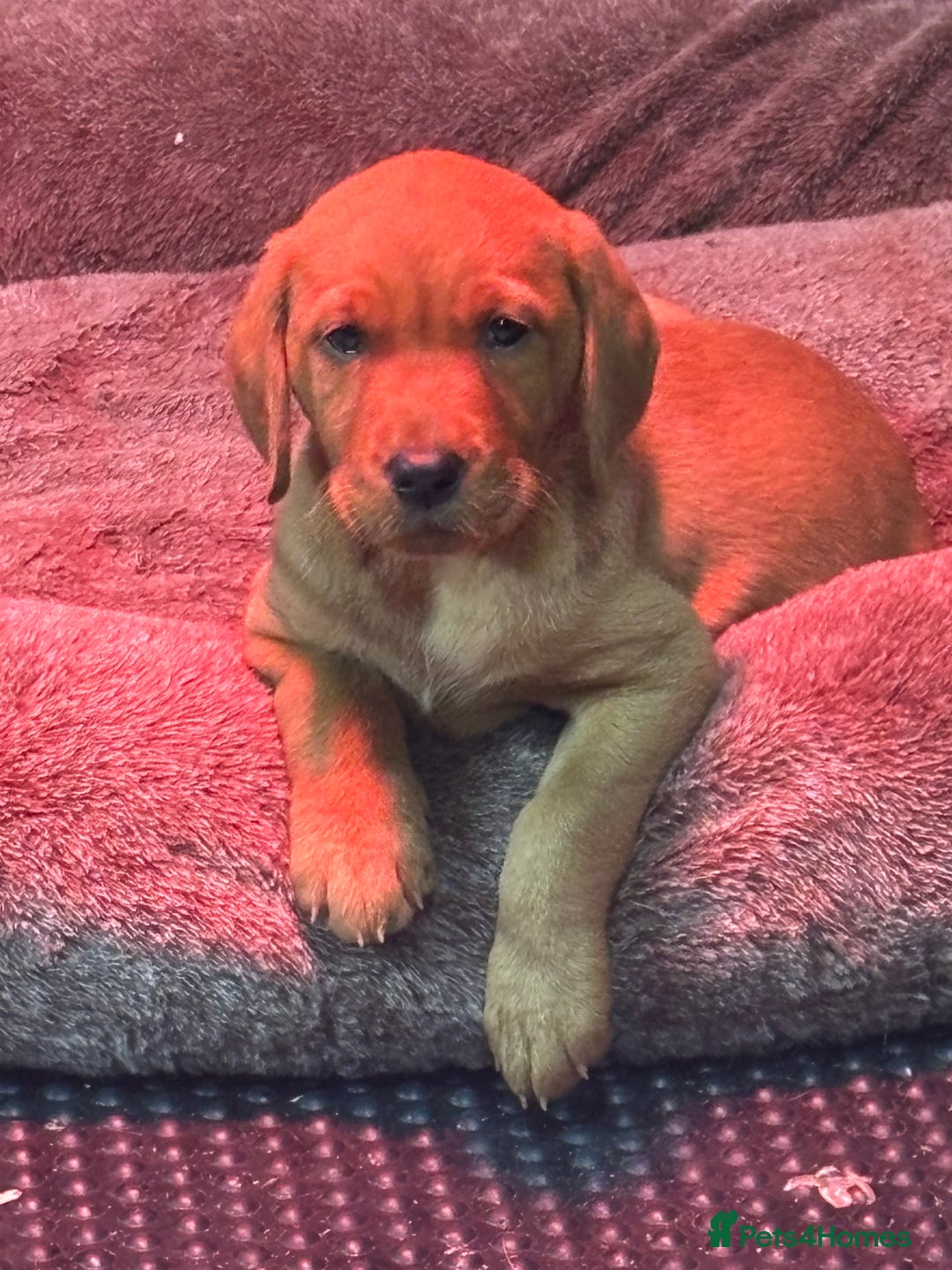 Labrador Retriever dogs for sale: KC reg health tested lab pups  - Image 5