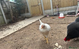 Chickens poultry for sale: 🚜 Small Flock Starter Pack-Up to 600 Eggs a Year! - Image 3