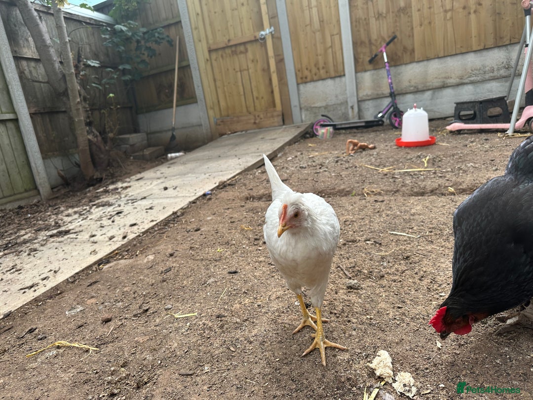 Chickens poultry for sale: 🚜 Small Flock Starter Pack-Up to 600 Eggs a Year! - Image 3