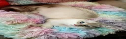 Siberian cats for sale: Siberian Male Kitten GCCF Reg Active Breeding  - Advert 7