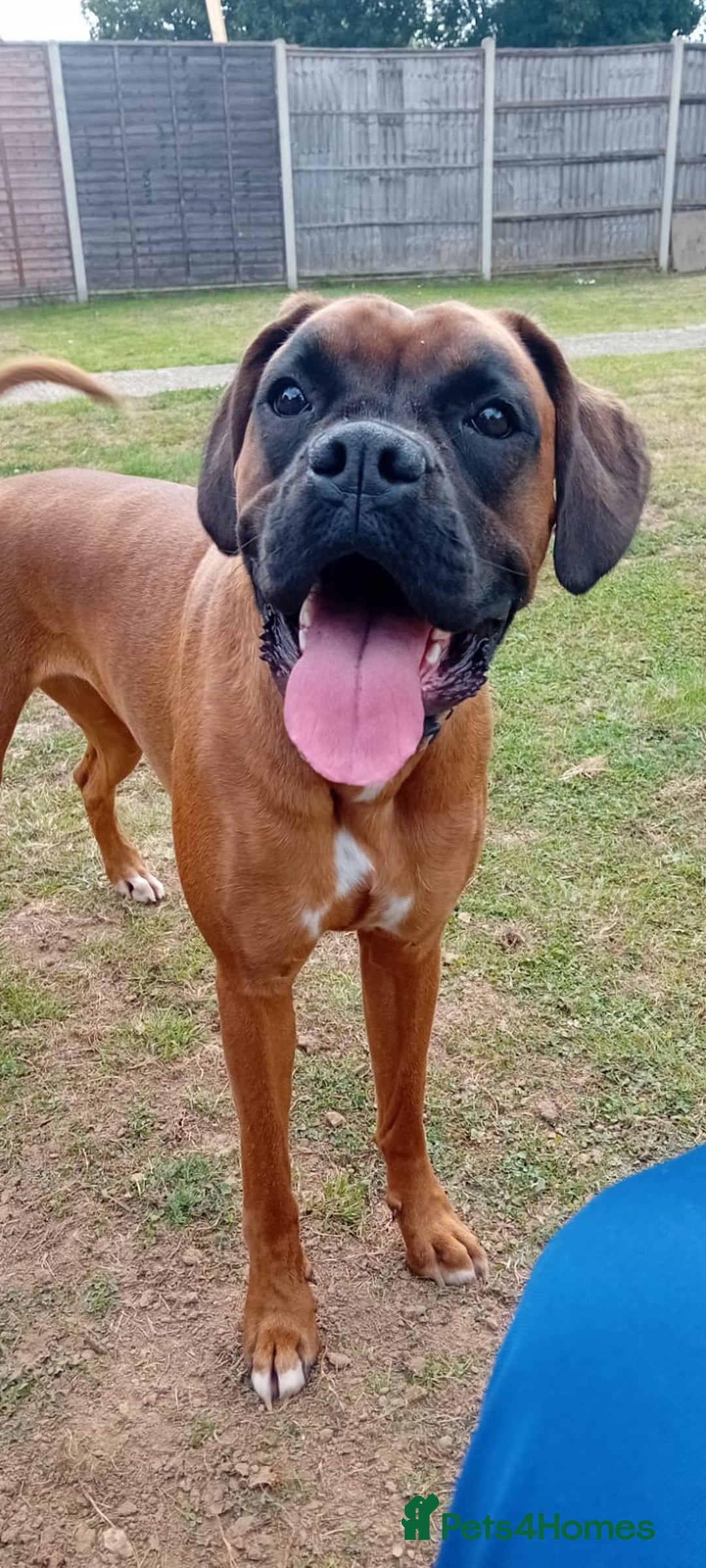 Boxer dogs for sale: Female boxer for sale  - Image 3