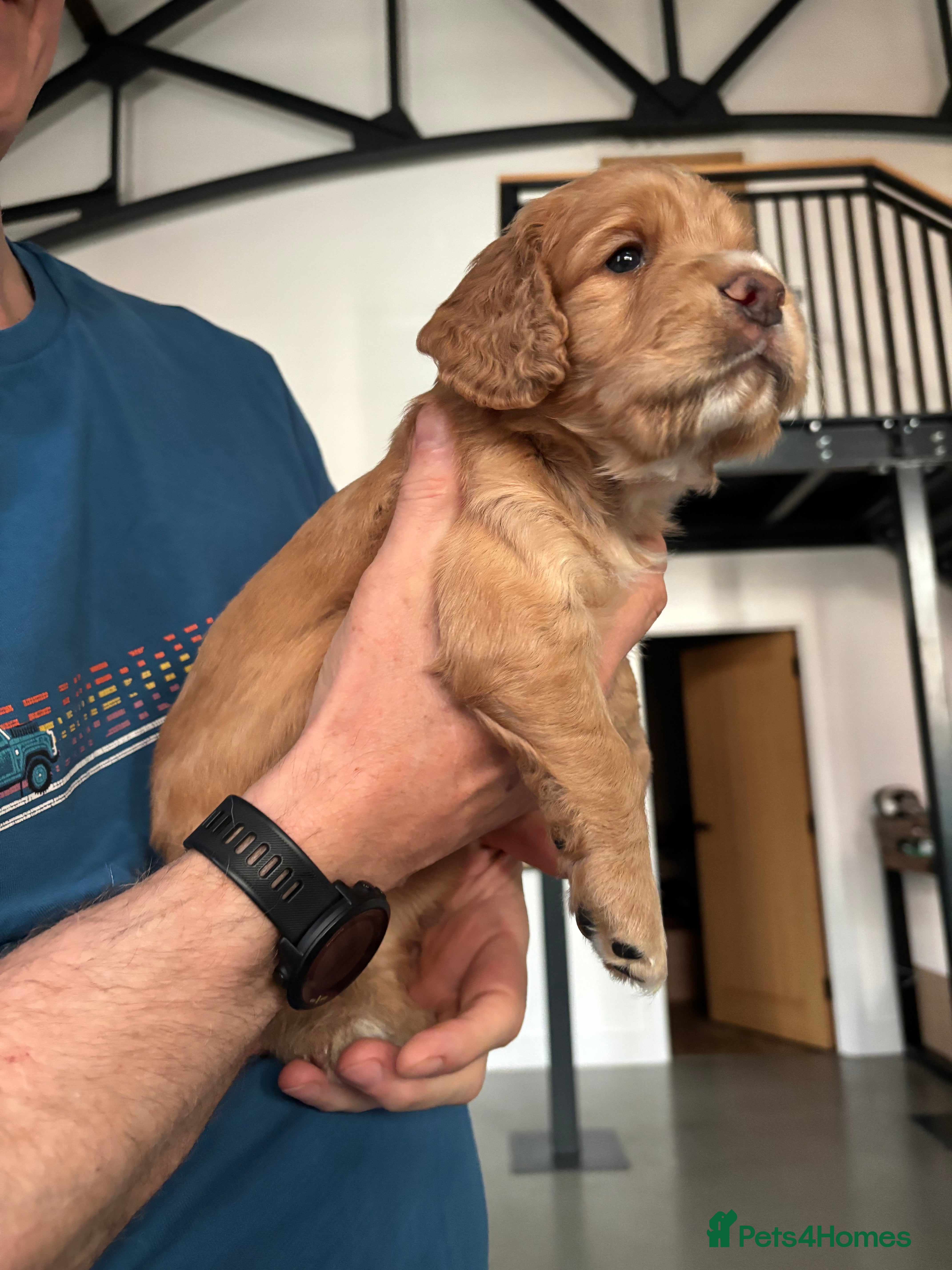 Cocker Spaniel dogs Working Cocker Spaniel Puppies - Advert 2