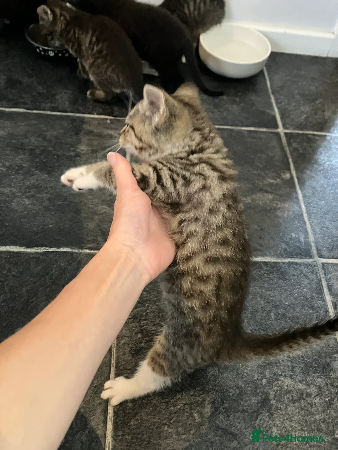 Mixed Breed cats for sale: Adorable Kittens  - Advert 2