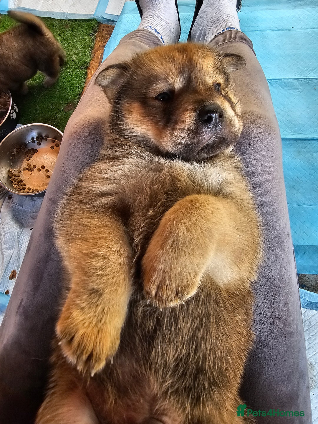 Mixed Breed dogs for sale: Chowsky puppies  chow chow  - Image 13