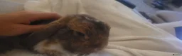 French Lop rabbits for sale: Mini French Lop in Plymouth - Advert 4