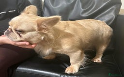French Bulldog dogs for sale: BEAUTIFUL FLUFFY FRENCHIE GIRL ❤️ - Image 4
