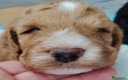 Cockapoo dogs for sale: F3 cockapoo  - Image 15