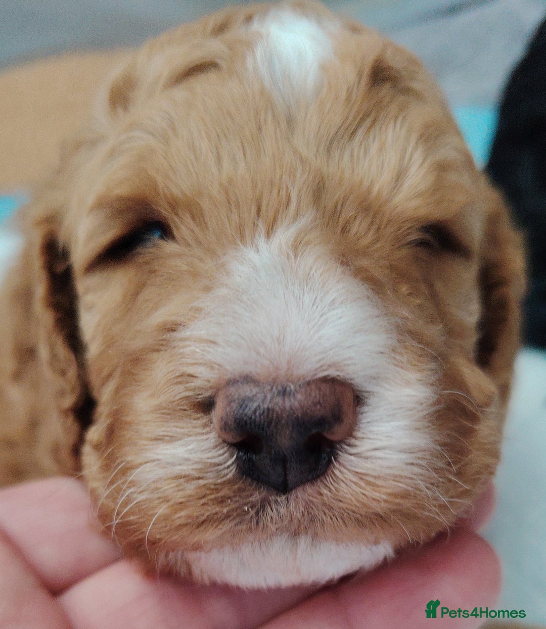 Cockapoo dogs for sale: F3 cockapoo  - Image 15