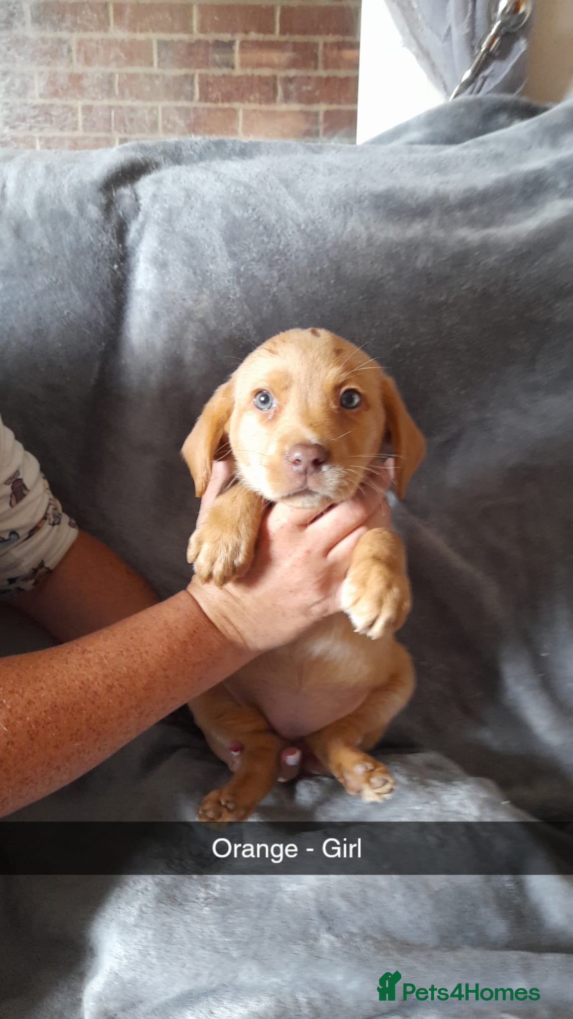 Labrador Retriever dogs 4 beautiful bundles of joy - Advert 2