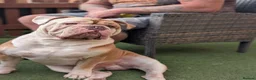 Olde English Bulldogge dogs for stud: 💙OUR OEB STUD aka stitch stunning boy PROVEN 💙  - Advert 3