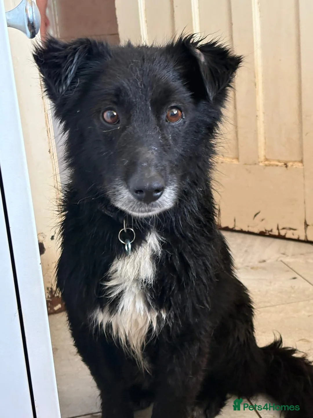 Mixed Breed dogs for adoption: Jet - Norwich Norfolk  - Advert 2