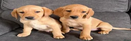 Labrador Retriever dogs for sale: READY TO GO Fox Red Labrador Puppies in Cheddar - Advert 1