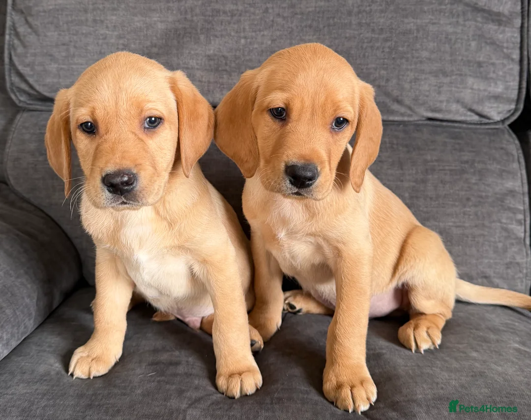 Labrador Retriever dogs for sale: READY TO GO Fox Red Labrador Puppies in Cheddar - Advert 1