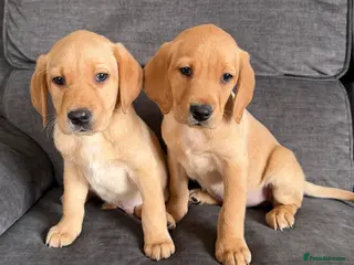 Labrador Retriever dogs READY TO GO Fox Red Labrador Puppies in Cheddar - Advert 1
