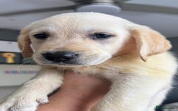 Goldador dogs for sale: READY NOW. HEALTH CHECKS DONE🤍🦮 GOLDADOR PUPPIES in Bridgend - Image 3