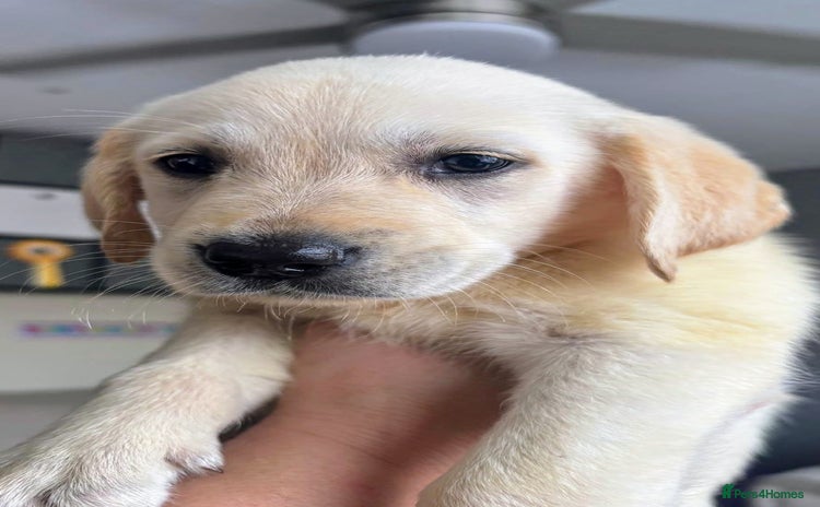 Goldador dogs for sale in Bridgend - Advert 2