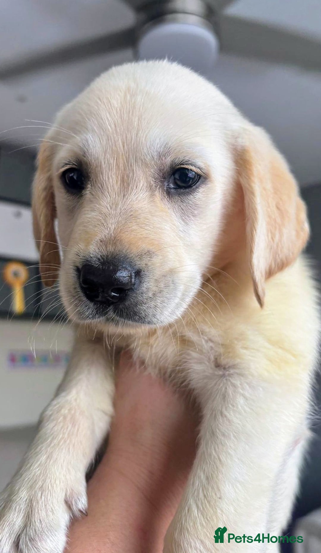 Goldador dogs for sale: READY NOW. HEALTH CHECKS DONE🤍🦮 GOLDADOR PUPPIES in Bridgend - Image 3