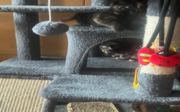 Mixed Breed cats for sale: 6 playful kittens - Image 8