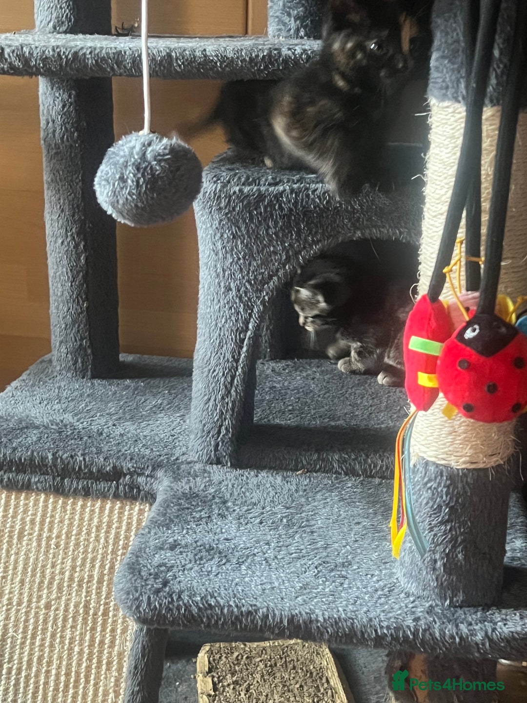 Mixed Breed cats for sale: 6 playful kittens - Image 8