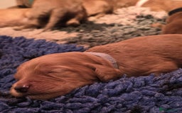 Irish Doodle dogs for sale: Stunning mahogany red multigen Irish doodles  - Image 4