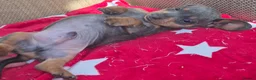 Miniature Dachshund dogs for sale: *£650* Miniature Dachshund Ready to go last male - Advert 21