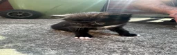 British Shorthair cats for sale: Beautiful Kittens Ready for Loving Homes - Advert 17