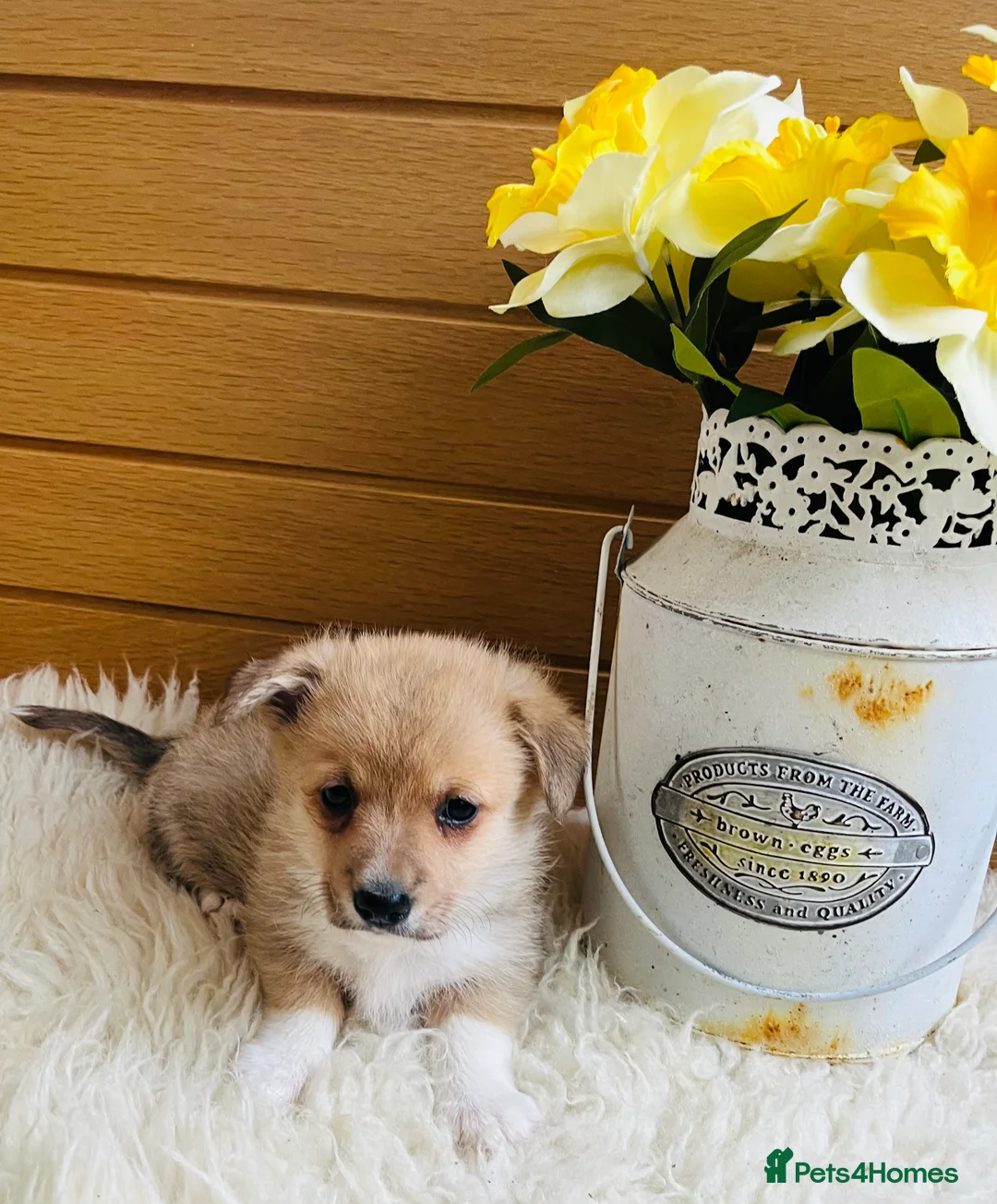 Welsh Corgi Pembroke dogs for sale: KC reg Welsh Corgi Pembroke puppies - Advert 20