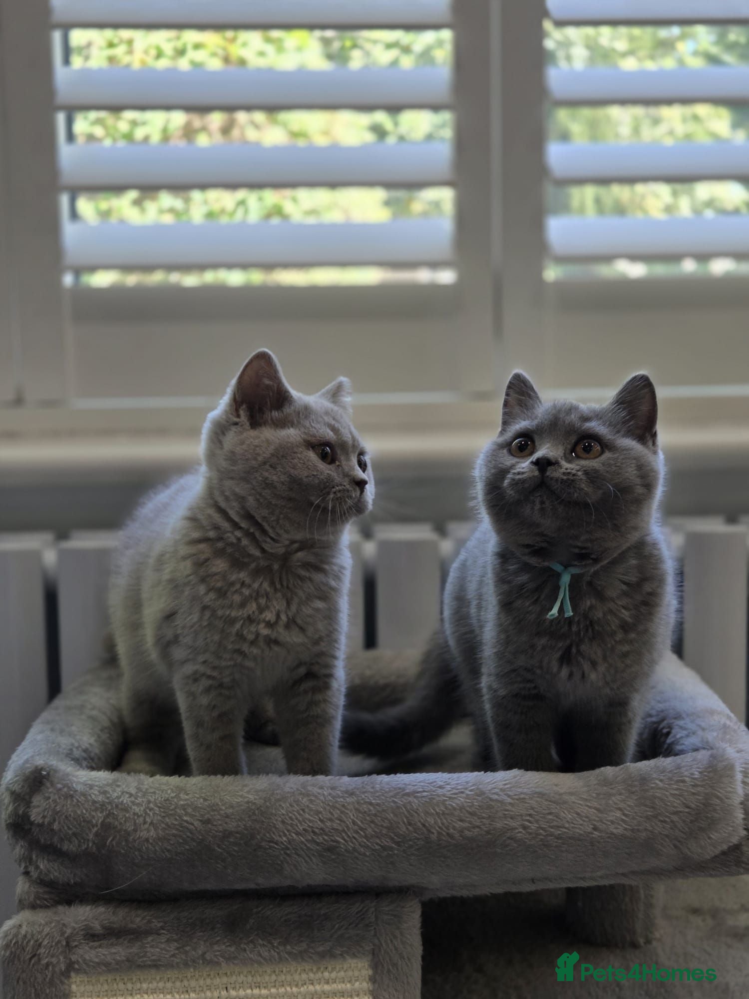 British Shorthair cats British Shorthair Kittens Teddy Bear chunky Teddys - Advert 2