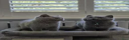 British Shorthair cats for sale: British Shorthair Kittens Teddy Bear chunky Teddys - Advert 2